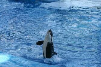 Shamu Wallpaper