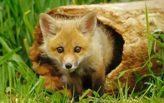 Baby Fox
