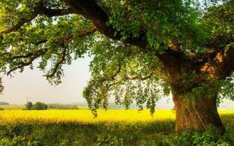 File Name Tree HD Wallpaper Background