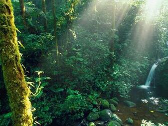 Monteverde Wallpaper Stock Photos