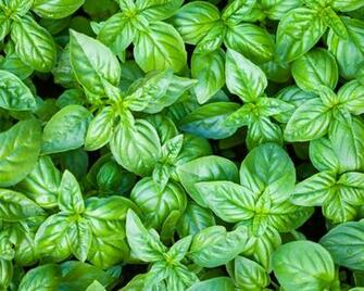 Basil Desktop Pc And Mac Wallpaper