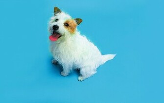 High Resolution Wallpaper Funny Cats Dogs