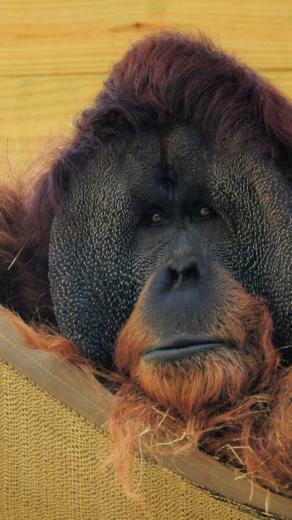 Url Naldzgraphics Net Bies Animal iPhone Wallpaper