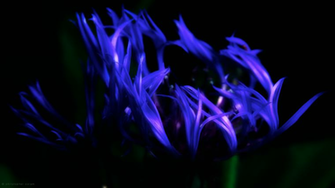 Blue Fire Computer Wallpaper Desktop Background