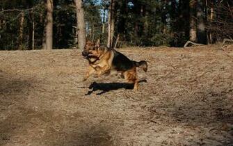 German Shepherd Wallpaper Funny Animals