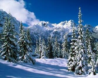 Winter Wonderland Dreamy Snow Scene Wallpaper No