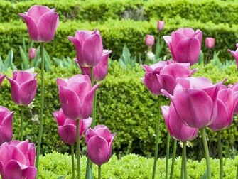 The Beautiful Flower Picture Of Pink Tulip
