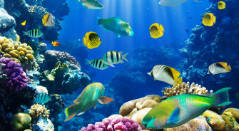 Beautiful Fish Wallpaper