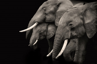 Elephant Wallpaper HD Hq