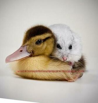 Beautiful Wallpaper Top Cutest Animals Ever