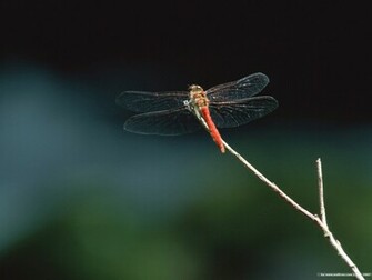 Dragonfly Wallpaper