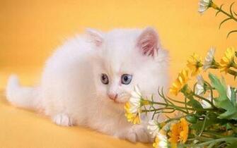 Wallpaper Cute Teddy Bears Is A Great For Your
