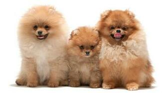 Pomeranian Computer Wallpaper Desktop Background Id
