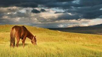 HD Horses Live Wallpaper Pro Screenshot