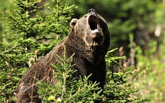 Brown Bear Wallpaper And Image Pictures Photos