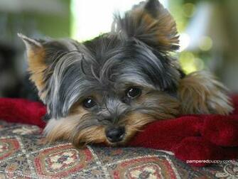 The Beautiful Yorkie Yorkshire Terriers Wallpaper