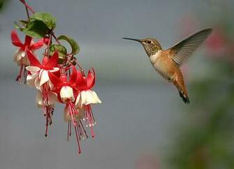 Wallpaper Humming Bird