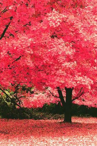 Ios7 Autumn Fantasy Parallax HD iPhone iPad Wallpaper