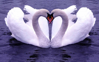 Nature Love Wallpaper HD