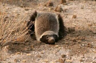 Honey Badger Wallpaper P O Gallery