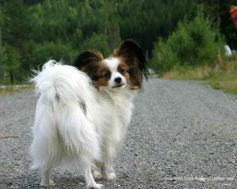 Papillon All Small Dogs Wallpaper Dog