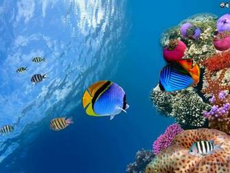 Aquatic HD Wallpaper
