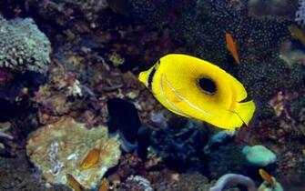 Wallpaper Ocean Life
