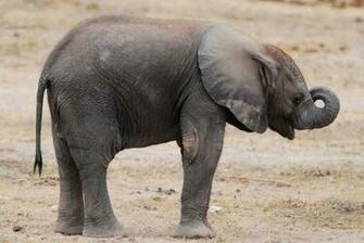 New Baby Elephant HD Wallpaper Desktop