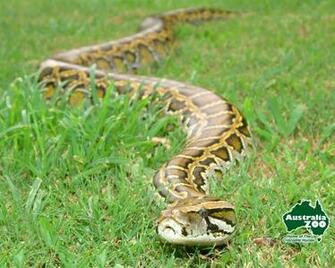 Burmese Python Wallpaper