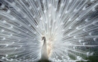 Beautiful White Peafowl With Feathers HD Wallpaper