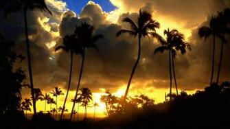Palm Trees Sunset Wallpaper