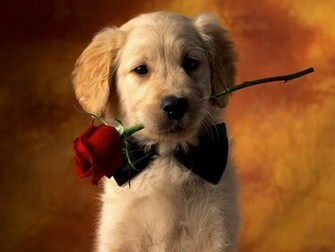 Puppy Wallpaper Desktop HD
