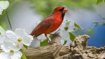 Animal Red Bird HD Wallpaper Ongur