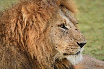 Lion Maasai Mara Kenya