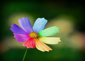 4u HD Wallpaper Beautiful Rainbow Flowers