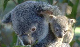 Baby Koala Bear