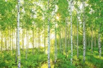 Aspen Tree Quakingaspen Trees Wallpaper