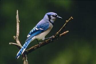 Blue Jay Kamran Web Photos