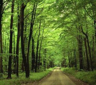 Nature Forest Wallpaper