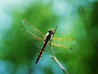 Dragonfly Wallpaper