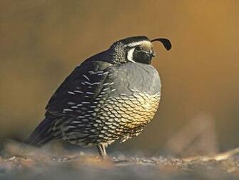 Quail Wallpaper