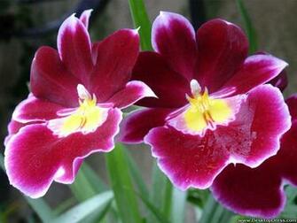 Desktop Wallpaper Flowers Background Cranberry Orchid