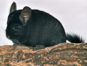 Pretty Sooty By Villa Chinchilla