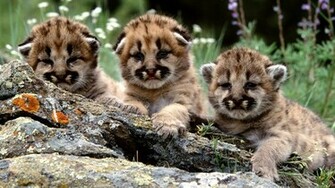 Wallpaper Cub Lion HD