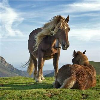 Horse Live Wallpaper Android Apps On Google Play