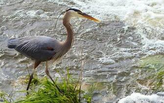 Wallpaper Great Blue Heron Bird