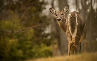 Ing Deer Look HD Wallpaper Jpg Posted Year Ago