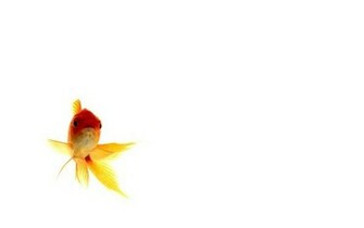 Goldfish Art Wallpaper Trois By