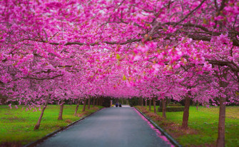 Trees 4k HD Wallpaper For Pc Spring