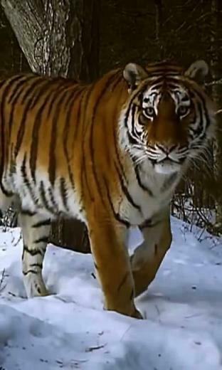 Tiger Live Wallpaper For Your Android Phone